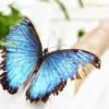 Dieser große blaue Schmetterling war rastlos unterwegs. Es war sehr schwierig dieses wunderschöne Exemplar zu fotografieren.