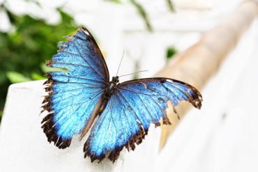 Dieser große blaue Schmetterling war rastlos unterwegs. Es war sehr schwierig dieses wunderschöne Exemplar zu fotografieren.