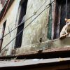 Ich habe nur zwei Katzen in Varanasi gesehen und musste für dieses Foto all mein Geschick einsetzen