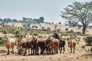 Landschaft und Vögel in Äthiopien
