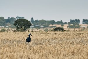 Landschaft und Vögel in Äthiopien