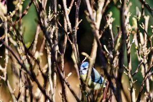 Leica SL3 mit Tier AF