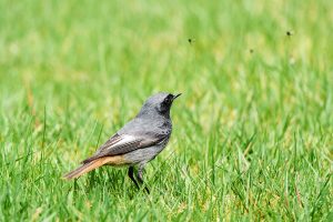 Leica SL3 und der Tier Autofokus