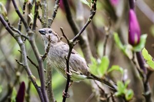 Leica SL3 und der Tier Autofokus