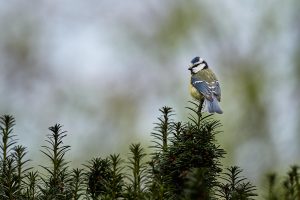 Leica SL3 und der Tier Autofokus